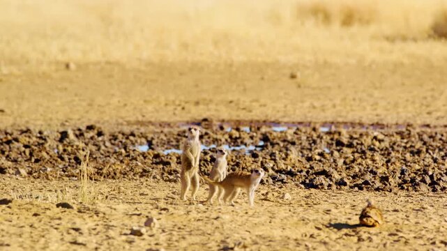Meerkat or suricate (Suricata suricatta) at Mountain Zebra National Park, Eastern Cape, South Africa.