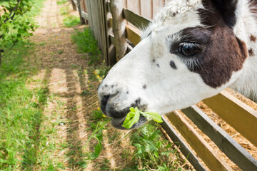 Obraz premium Llama Eating Grass At Farm Animal Close Up