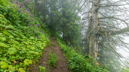 View on the hiking trail from Hoher Kasten mountain toward Saxer Lücke rock formation in the Appenzeller Alps. Alpine hiking trail with rocks and pine trees. Foggy summer day in the Swiss Alps.