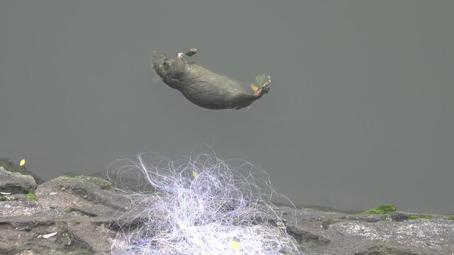 A dead rat. A rat got entangled in a fishing net on a farm fish pond and drowned. and swelled up