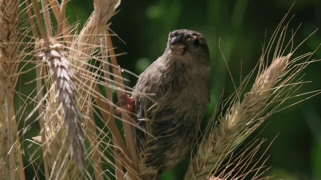 Close-up of a sparrow feeding on rye in a rural field, carefully picking seeds