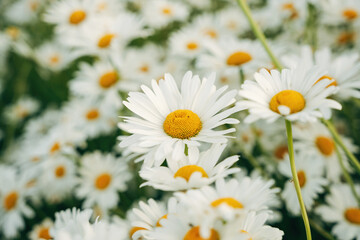 Vibrant Common Daisies Sprouting in a Green Spring Garden, Close-Up of Bellis Perennis in Soft Natural Daylight © Joern