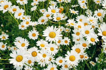 Vibrant Common Daisies Sprouting in a Green Spring Garden, Close-Up of Bellis Perennis in Soft Natural Daylight © Joern