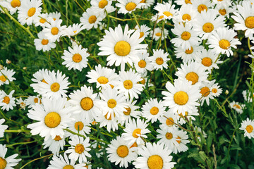 Vibrant Common Daisies Sprouting in a Green Spring Garden, Close-Up of Bellis Perennis in Soft Natural Daylight © Joern
