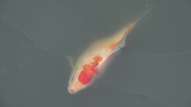 Deaths of fish in farm fish ponds from diseases, water pollution and feed problems. The Japanese carp, koi. Still alive, but gasp for air, oxygen by mouth from the surface of the water