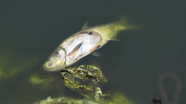 Dead fish in the pond, silver carp (Hypophthalmichthys). Vietnamese fish farming