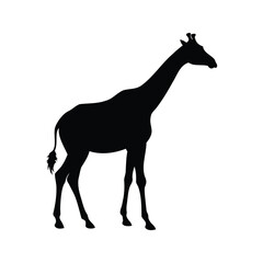 Fototapeta premium silhouette of giraffe standing with long neck and legs silhouette vector illustration, giraffe profile view silhouette vector illustration