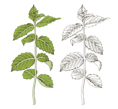 Mint plant hand drawn vector illustration