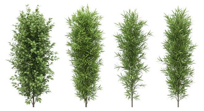 Fresh sprigs of thyme herb displayed in a row isolated on transparent background