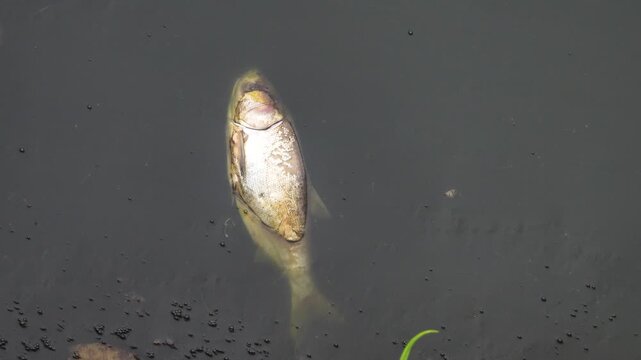 Dead fish in the pond, silver carp (Hypophthalmichthys). Vietnamese fish farming