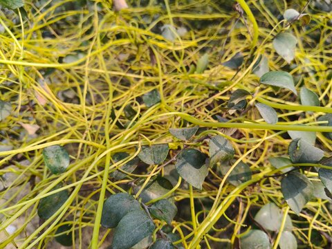 Close up shot of dodder yellow grass.