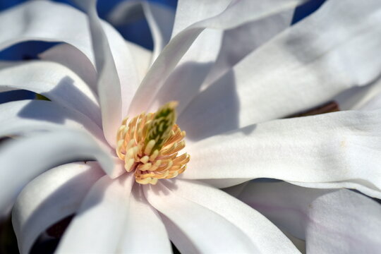 Nahaufnahme einer Sternmagnolienbl&uuml;te