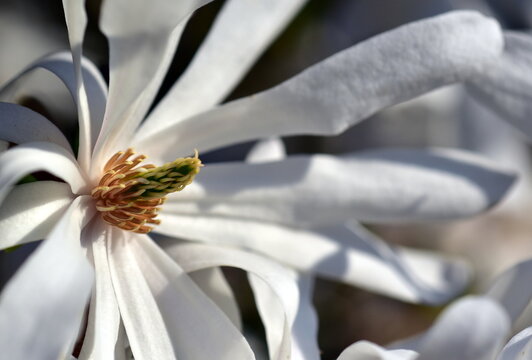 Nahaufnahme einer Sternmagnolienbl&uuml;te