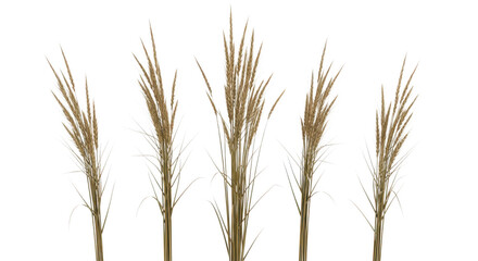 Fototapeta premium Golden wheat stalks standing upright in a natural setting isolated on transparent background