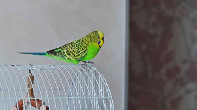 Green Budgerigar Parakeet Sitting on Top of Blue Metal Cage and Looking Away in Home Interior