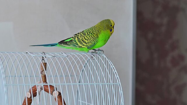 Green Budgerigar Parakeet Sitting on Top of Blue Metal Cage and Looking Away in Home Interior