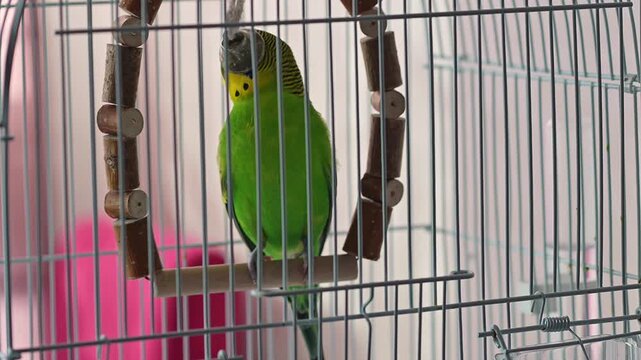 Green Budgerigar Parakeet Playing with Wooden Swing and Bells Inside Metal Cage at Home Interior