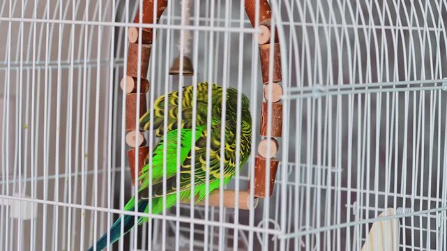 Green Budgerigar Parakeet Preening Feathers While Sitting on Wooden Swing Inside Metal Cage