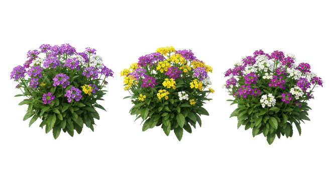Three vibrant purple flowers with yellow centers blooming in a row isolated on transparent background