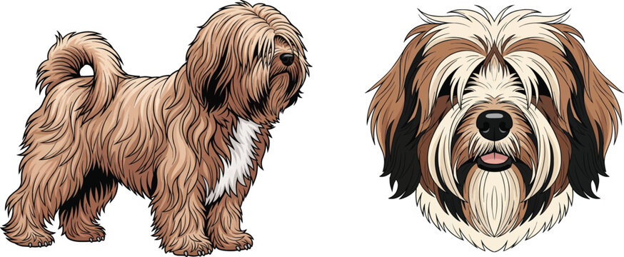 Tibetan Terrier dog standing side profile face closeup headshot pose set