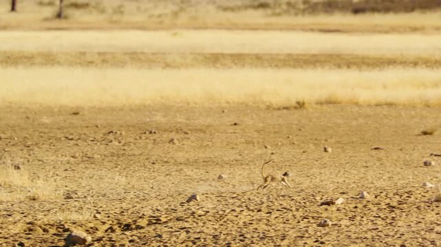 A cute funny baby meerkat that can't keep their eyes open while sitting and fall over,Botswana. Wildlife in Africa.