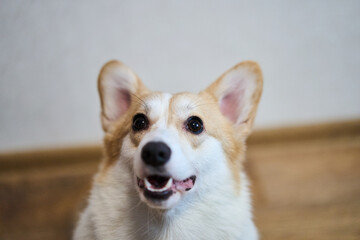 Naklejka na ściany i meble An adorable and joyful corgi with a delightful expression, perfect for all pet lovers and animal enthusiasts alike