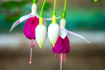 Naklejka premium Vibrant Fuchsia flowers in full bloom. The blossoms feature striking red outer petals contrasted with soft pink and white inner layers, with long, elegant stamens hanging below