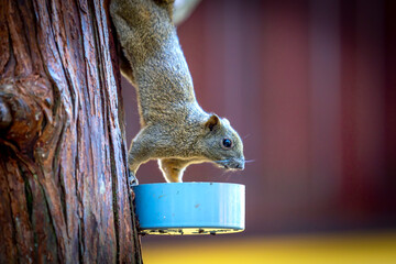 Charming squirrel captured mid-action as it climbs down a tree trunk to reach a small feeding dish.  © huythoai