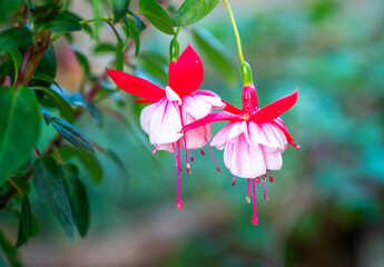 Naklejka premium Vibrant Fuchsia flowers in full bloom. The blossoms feature striking red outer petals contrasted with soft pink and white inner layers, with long, elegant stamens hanging below