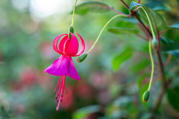 Naklejka premium Vibrant Fuchsia flowers in full bloom. The blossoms feature striking red outer petals contrasted with soft pink and white inner layers, with long, elegant stamens hanging below