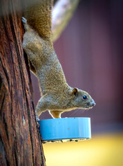 Charming squirrel captured mid-action as it climbs down a tree trunk to reach a small feeding dish.  © huythoai