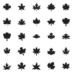 Fototapeta premium Maple Leaf Icon Variations Set. Set of maple leaf icons representing Canadian symbol design isolated on white background. EPS 10