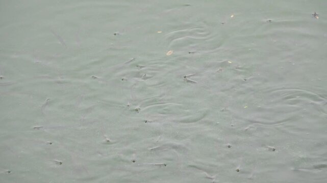 Appetitive behaviour. Fry collect pollen and edible litter from the surface of the water.