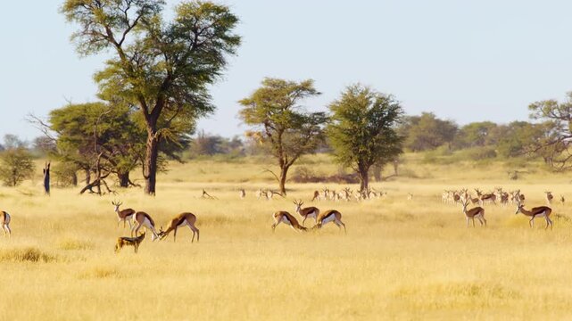 Wide angle shot of herd of Springboks antelopes Grazing in Grasslands of Savanah