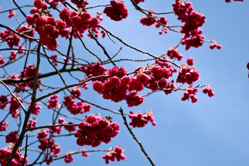 かんひざくら満開 © Side Island