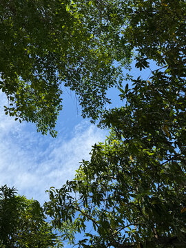 Looking up at green tree leaves against a bright blue sky in Cebu, Philippines 