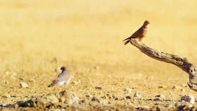 juvenile Common kestrel stands on a bush.