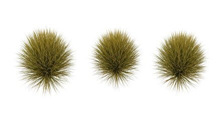 Obraz premium Close-up of three spiky green sea urchins aligned on a plain surface isolated on transparent background