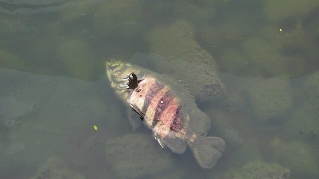 Dead fish in the pond, tilapia. Vietnamese fish farming