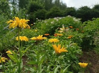 Obraz premium Close up of some flowering pot marigolds in a home garden in July.