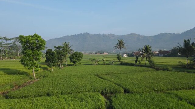 Scenic view of lush green rice fields with mountains and palm trees under a clear blue sky. west java, Indonesia