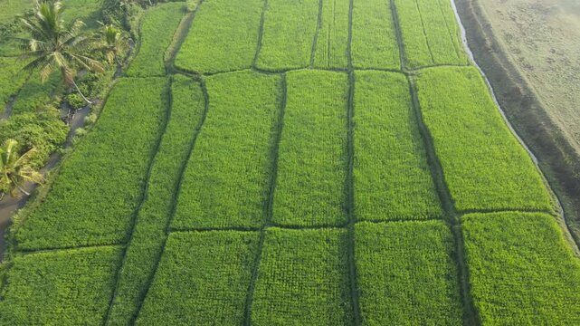 Scenic view of lush green rice fields with mountains and palm trees under a clear blue sky. west java, Indonesia