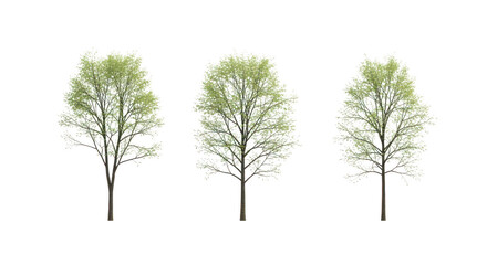 Fototapeta premium Three young green trees standing side by side in a row isolated on transparent background