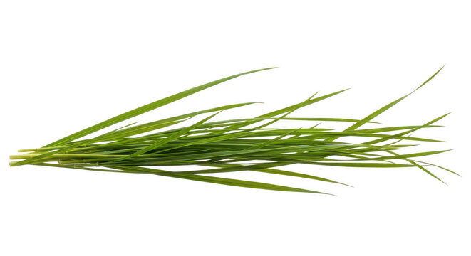 Fresh bundle of green wheat stalks with delicate seed heads isolated on transparent background