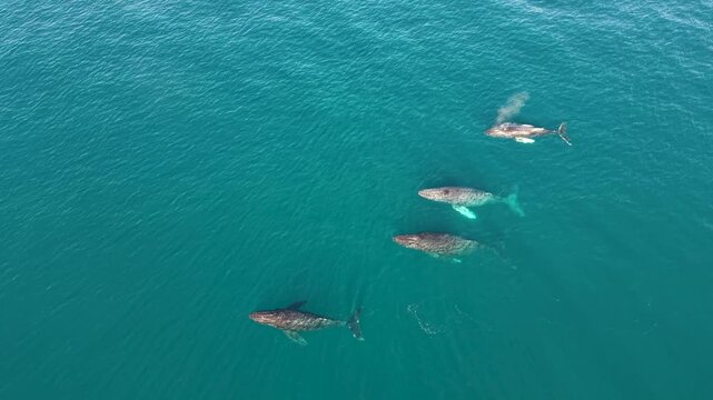 Aerial visual of 4 humpback whales swimming and spouting at the same time in the Pacific Ocean just off San Pancho, Mexico