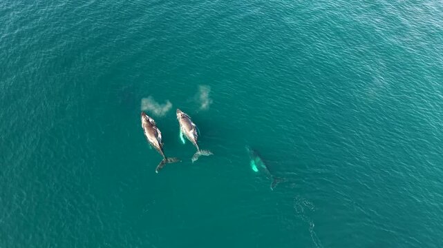 aerial visuals of 3 humpbacks swimming and spouting in the Pacific ocean off of San Panch, Mexico