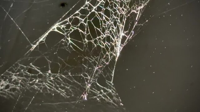 Old web spide,cobwebs cover on wall.Insect catching machine,