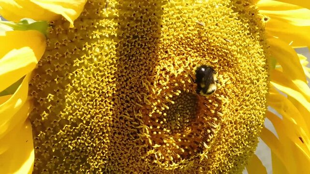 Extreme macro shot of vibrant yellow sunflower petals with a bumblebee.