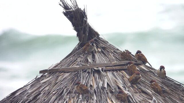 Tree sparrow (Passer montanus). The full time for the sparrows is over. The beach season is closed, and feeding has stopped. There's a storm at sea