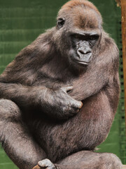 Obraz premium Gorilla sits quietly with a thoughtful look in a zoo enclosure